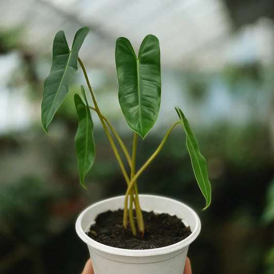 Philodendron Burle-Marx - AroidHouse