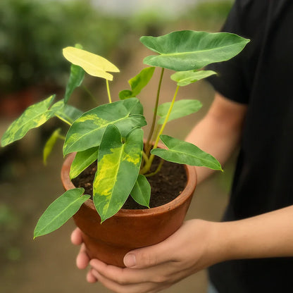 Philodendron Burle-Marx Variegata - AroidHouse
