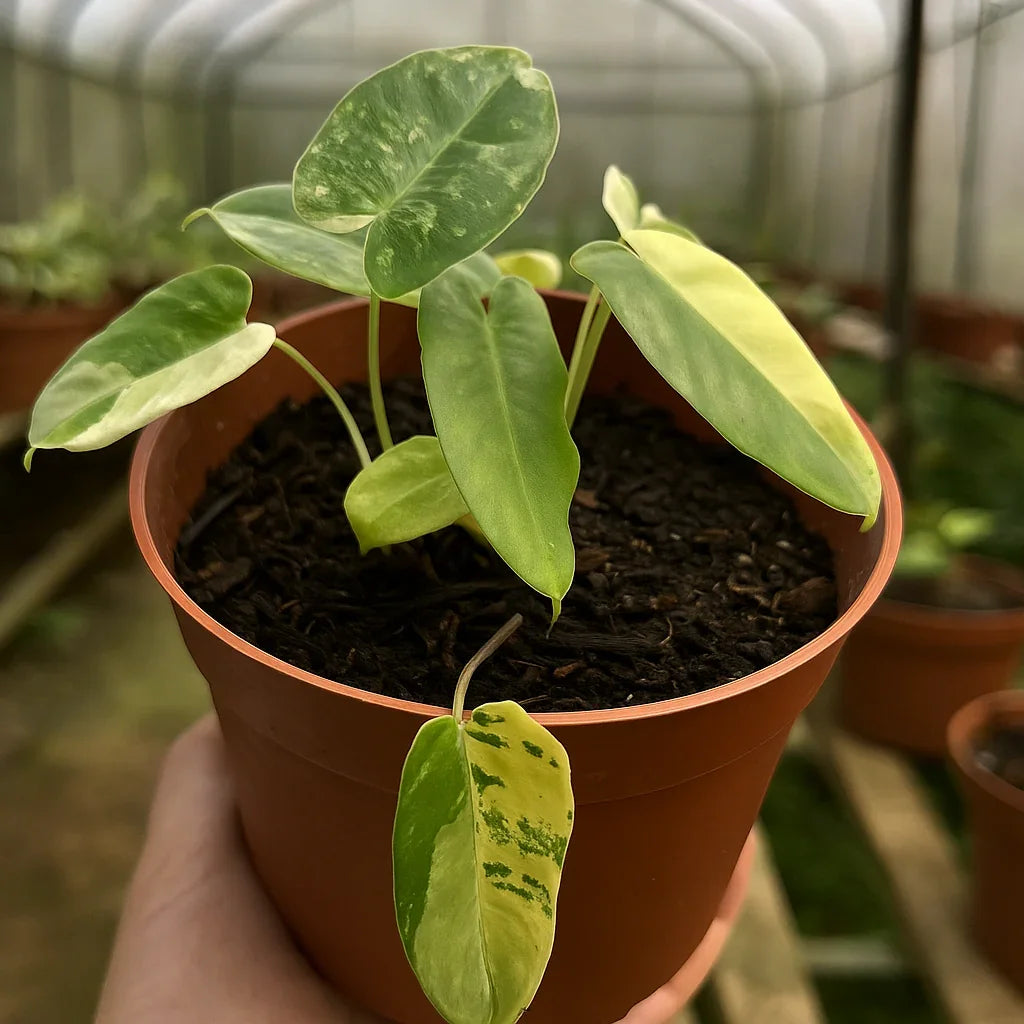 Buy Philodendron Burle-Marx Variegata ~ Variegated Houseplant – AroidHouse