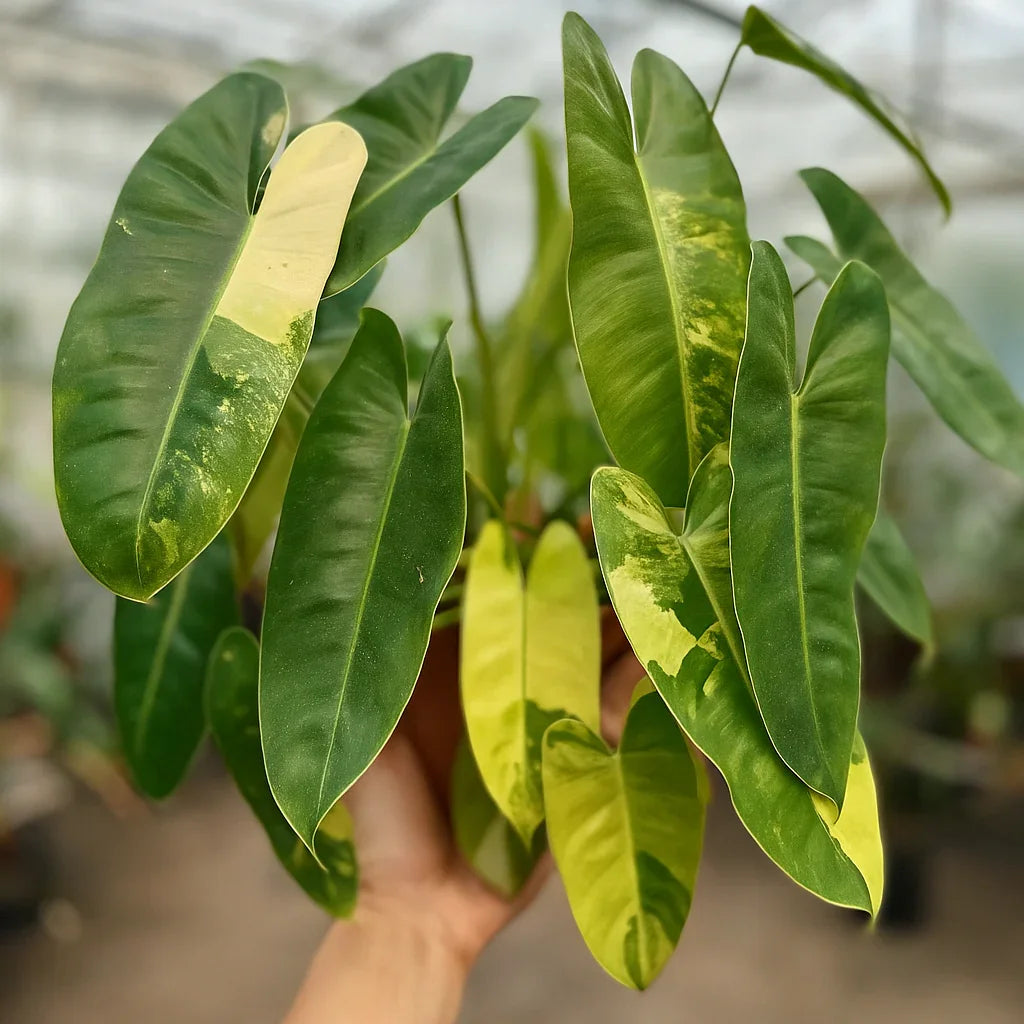 Philodendron Burle-Marx Variegata - AroidHouse