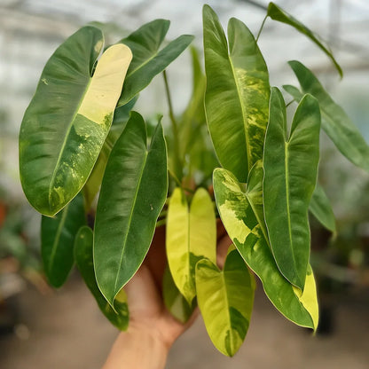 Philodendron Burle-Marx Variegata - AroidHouse
