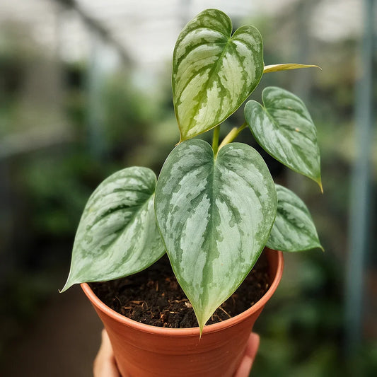 Philodendron Brandtianum - AroidHouse