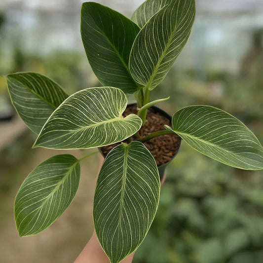 Philodendron Birkin - AroidHouse
