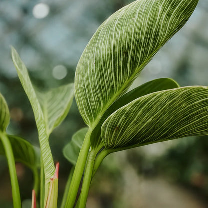 Philodendron Birkin - AroidHouse