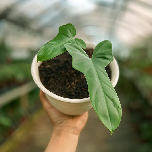 Philodendron Bipennifolium - AroidHouse