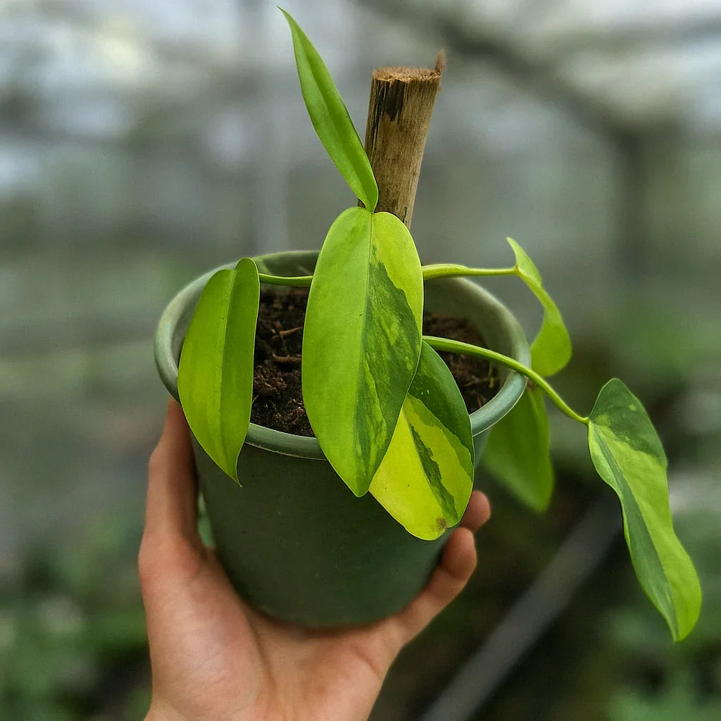 Philodendron Bipennifolium Variegata - AroidHouse