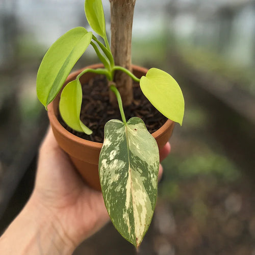 Philodendron Bipennifolium Variegata - AroidHouse