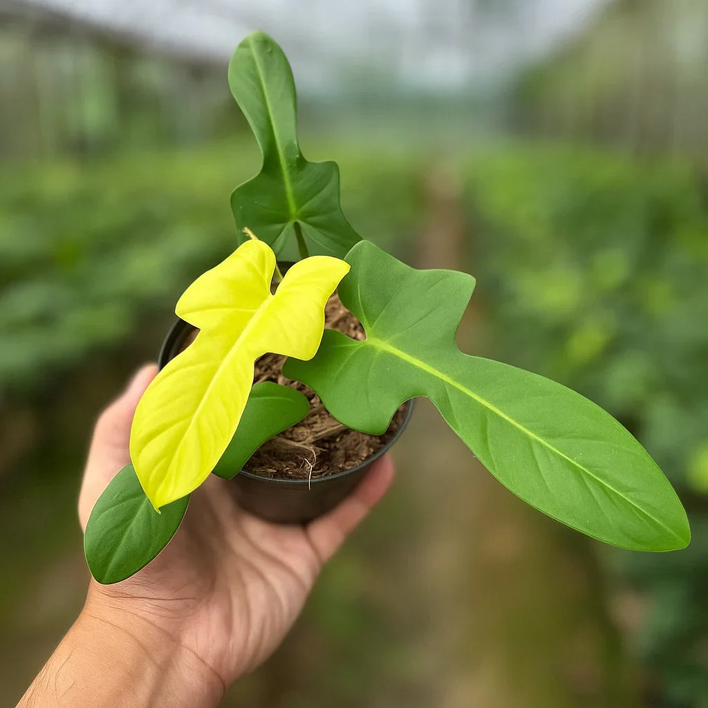 Philodendron Bipennifolium Aurea - AroidHouse