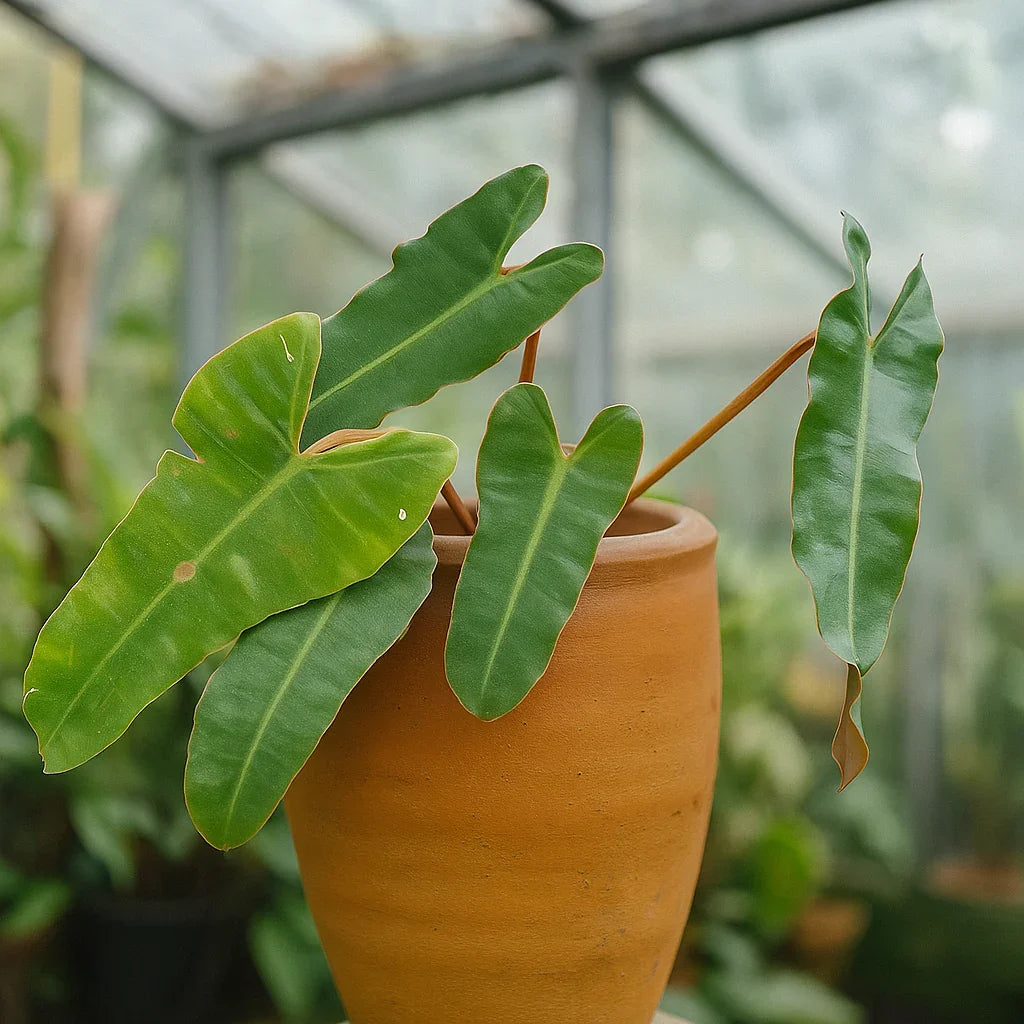 Philodendron Billietiae x Atabapoense - AroidHouse