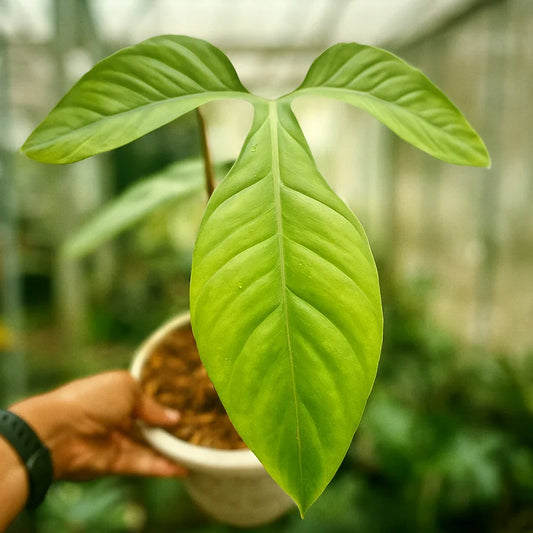 Philodendron Barrosoanum - AroidHouse