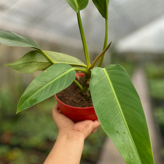Philodendron Auriculatum - AroidHouse