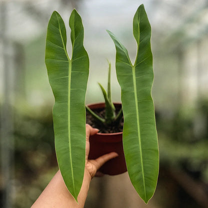 Philodendron Atabapoense - AroidHouse