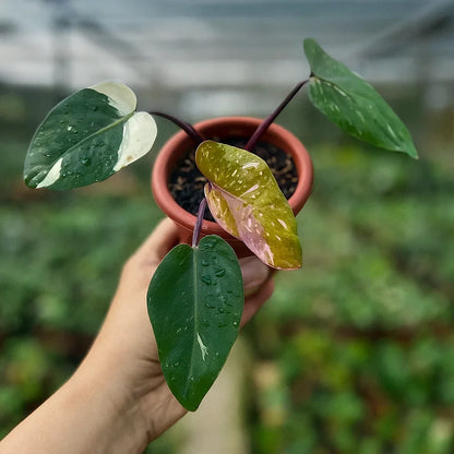 Philodendron Anderson - AroidHouse