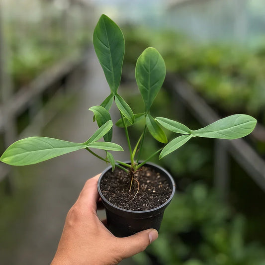 Philodendron 69686 - AroidHouse