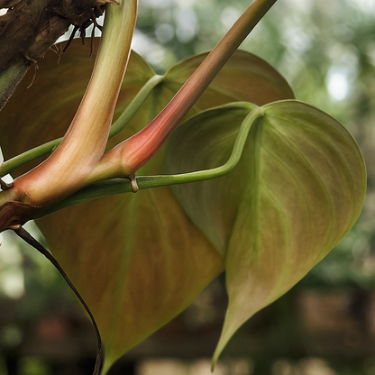 Philodendron Verrucosum Amazon Sunset - AroidHouse