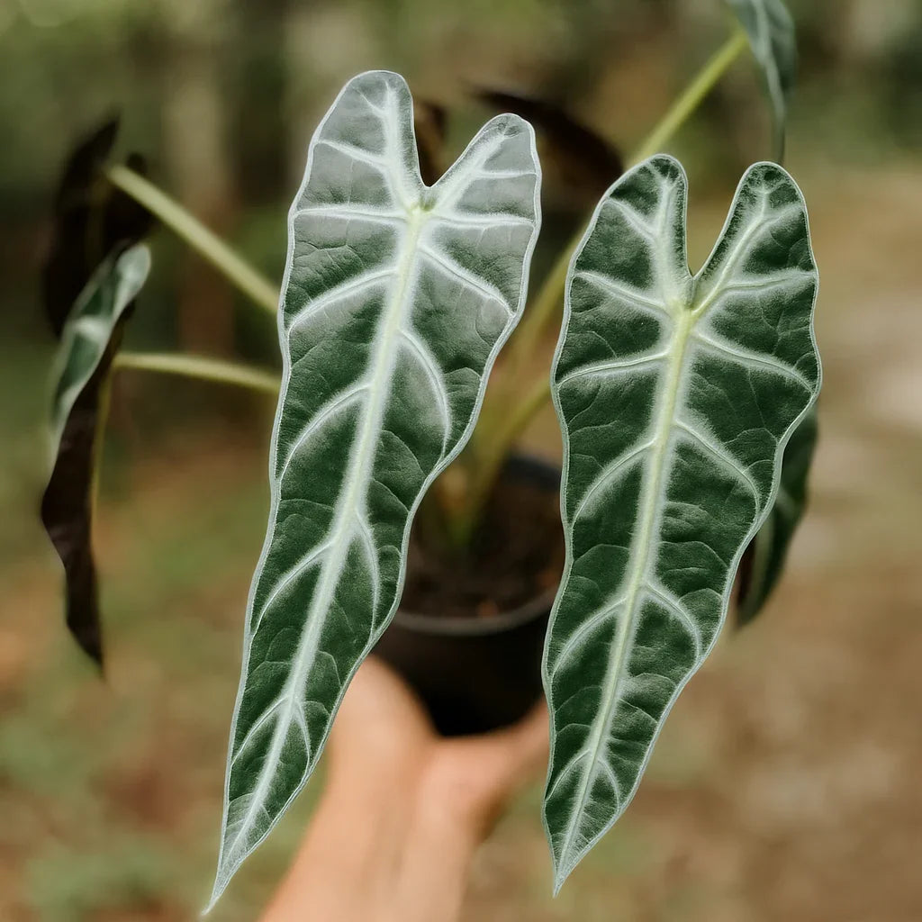 Alocasia Bambino - AroidHouse