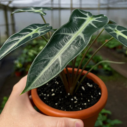 Alocasia Bambino - AroidHouse