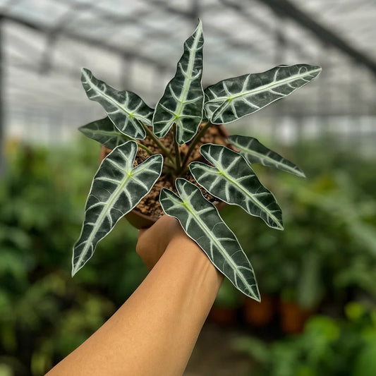 Alocasia Bambino