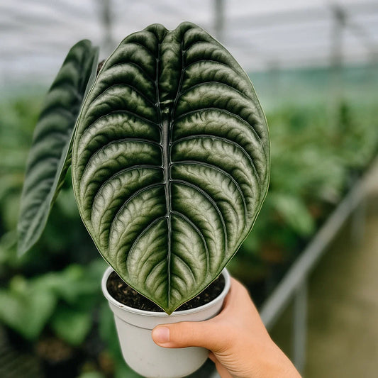 Alocasia Cuprea (Mirror Plant)