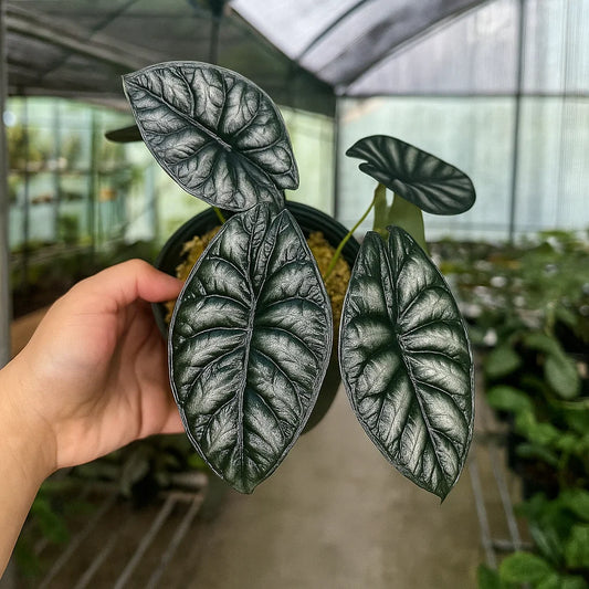 Alocasia Dragon Scale