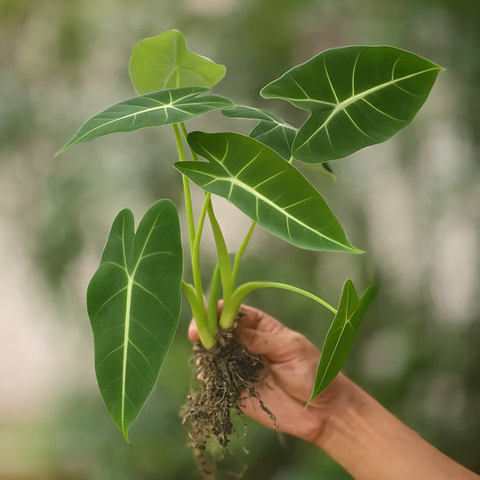 Green Velvet Alocasia - AroidHouse