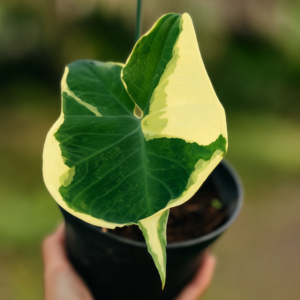 Buy Alocasia Mickey Mouse Variegata ~ Variegated Houseplant – AroidHouse