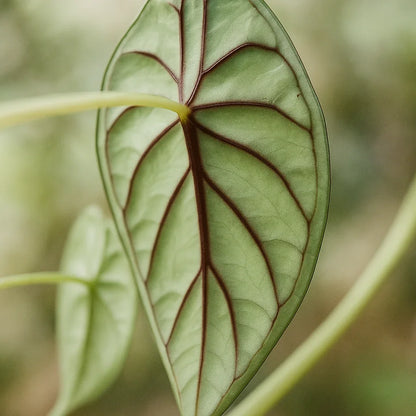 Alocasia Dragon Scale Borneo - Baginda - AroidHouse