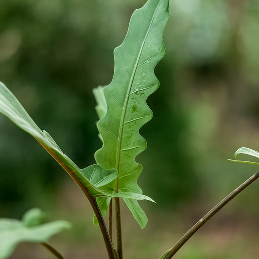 Alocasia Lauterbachiana - AroidHouse
