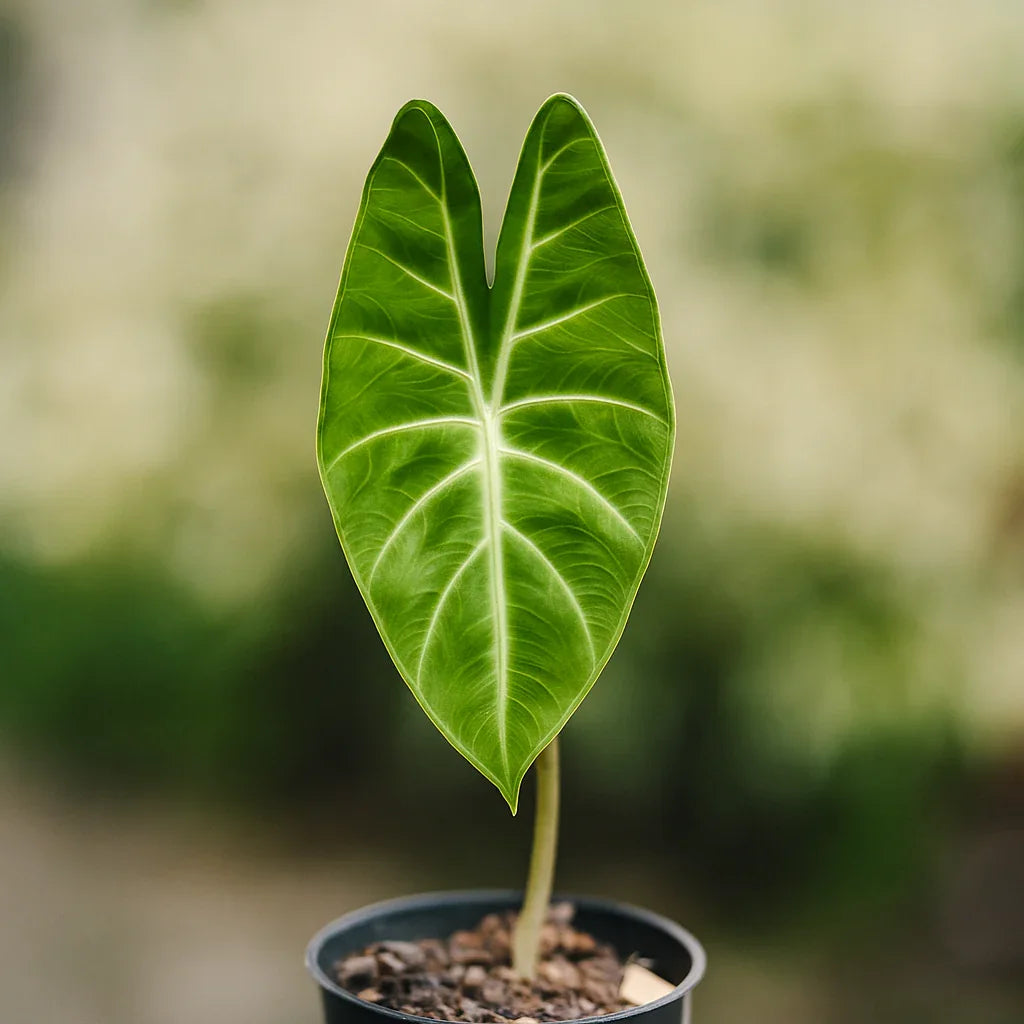 Alocasia Longiloba - AroidHouse