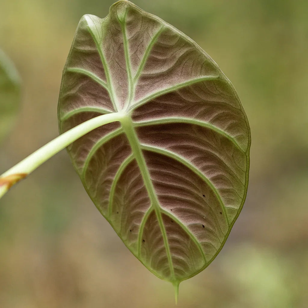 Buy Alocasia Black Velvet ~ Rare Houseplant – AroidHouse