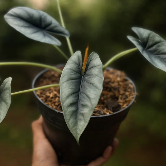 Alocasia Reversa - AroidHouse