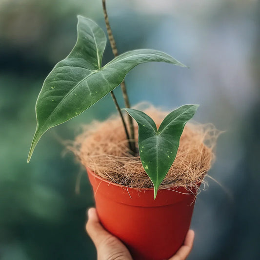 Alocasia sp Sumatera - AroidHouse
