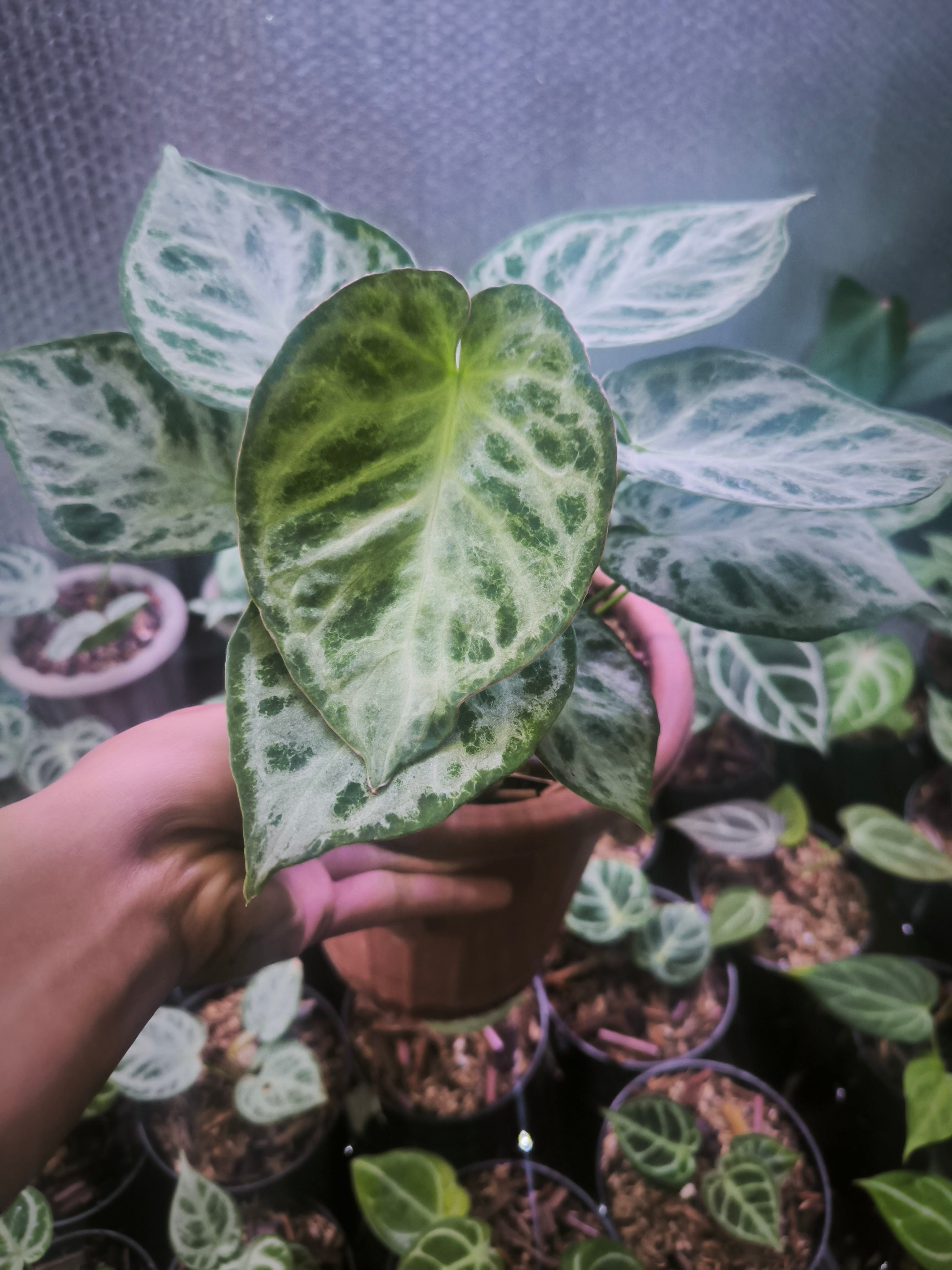 邦楽 Silvernia famnily Ginryu Anthurium 'Dorayaki' - Gabriella Plants