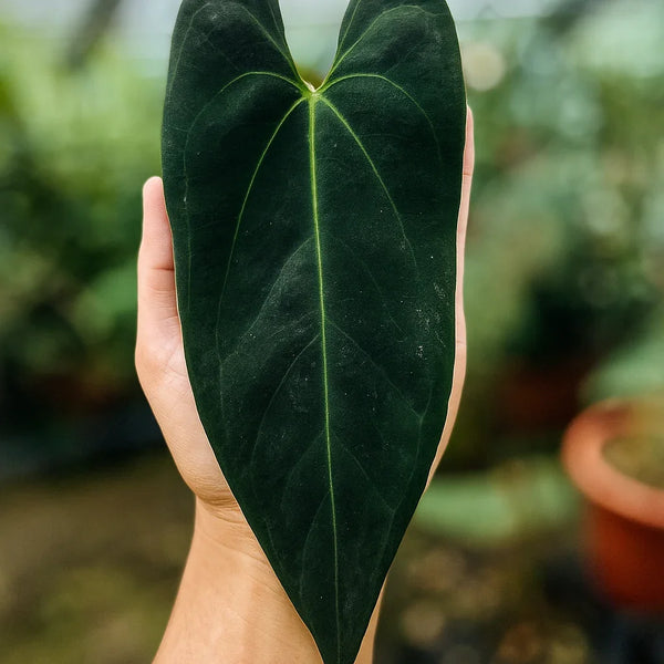 その他観葉植物 Anthurium 'Blue papillilaminum' self Anthurium_Blue_Papillilaminum_