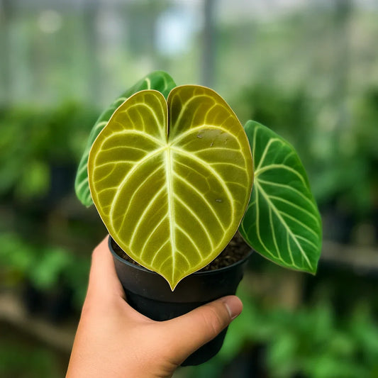 Anthurium Hybrid #217 - AroidHouse