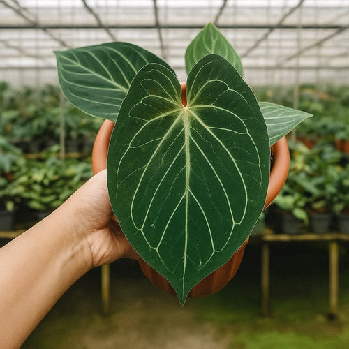 Anthurium King of Spades - AroidHouse