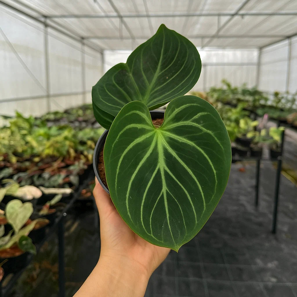 Buy Anthurium King of Spades ~ Rare Houseplant – AroidHouse