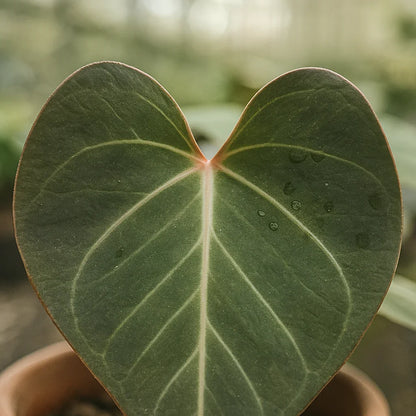 Anthurium King of Spades - AroidHouse
