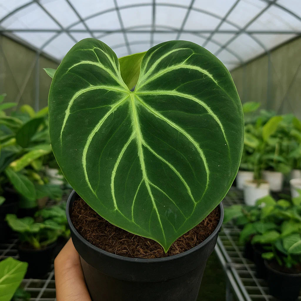 anthurium king of spades Buy Anthurium King of Spades ~ Rare Houseplant – AroidHouse