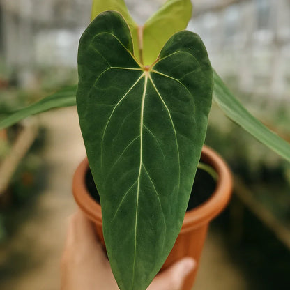 Anthurium Papillilaminum x Forgetii - AroidHouse