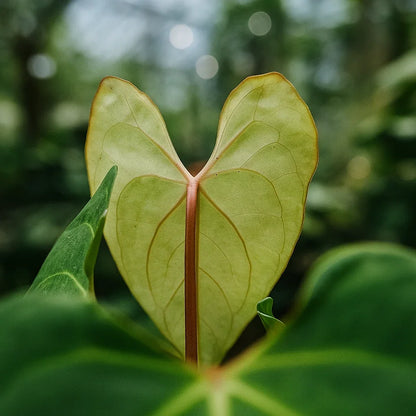 Anthurium Papillilaminum x Forgetii - AroidHouse