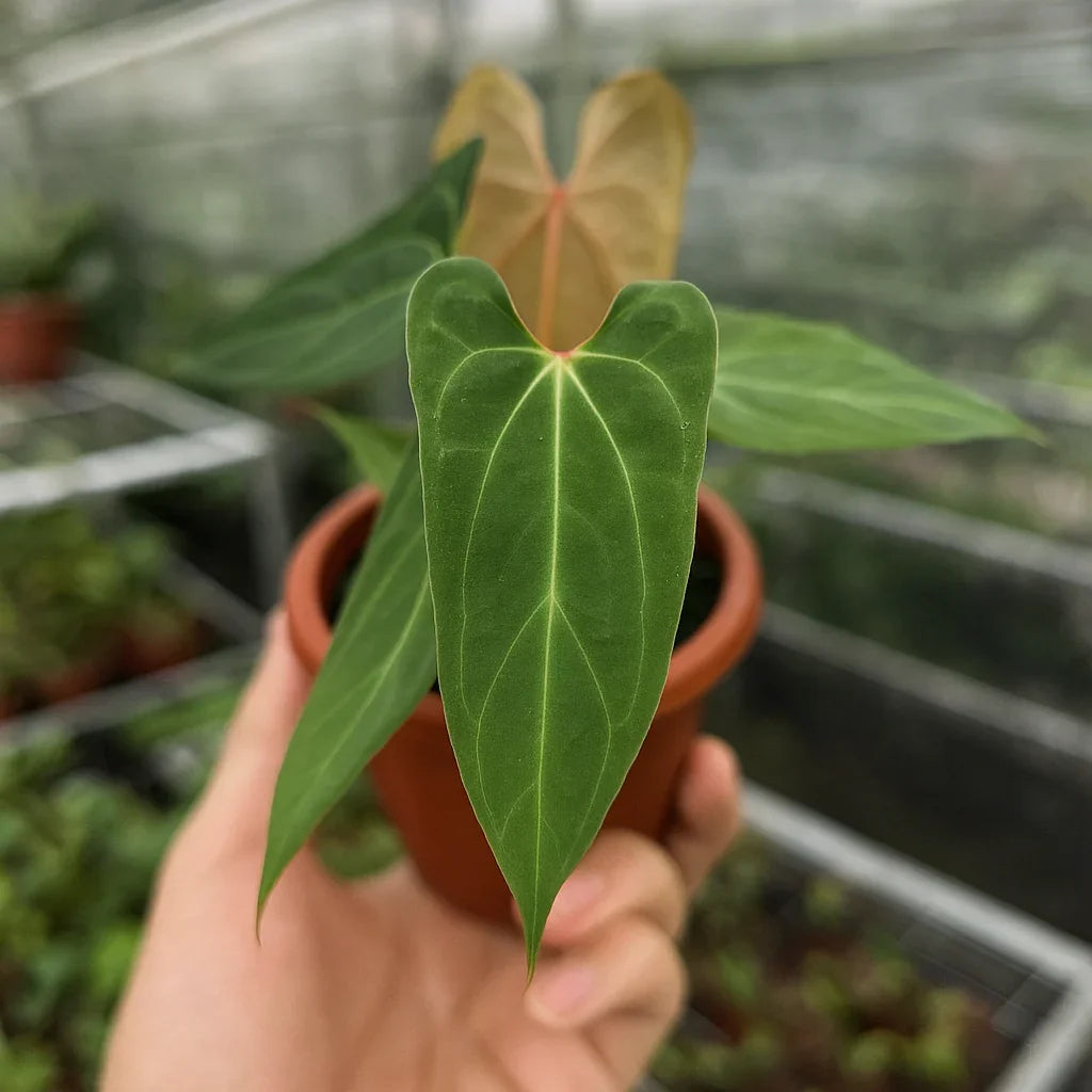 Anthurium Papillilaminum x Forgetii - AroidHouse