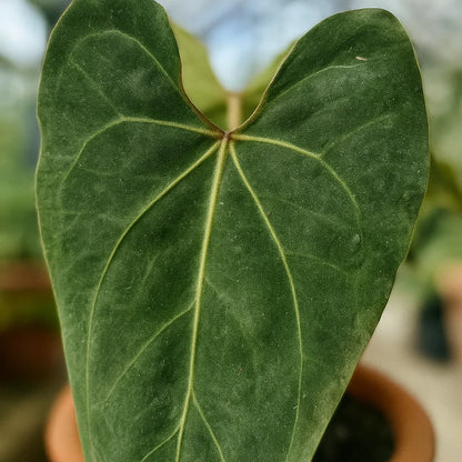 Anthurium Papillilaminum x Forgetii - AroidHouse