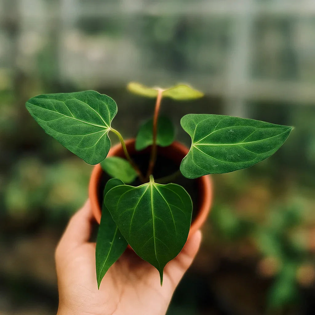Anthurium Papillilaminum x Forgetii - AroidHouse