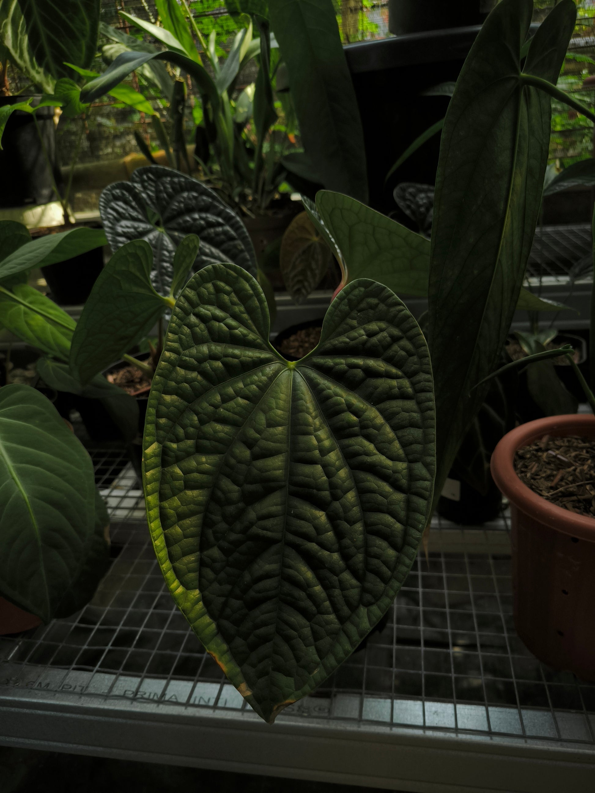 anthurium radicans x luxurians Buy Anthurium Radicans x Luxurians ~ Rare Houseplant – AroidHouse