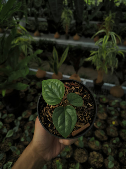 Anthurium Radicans x Luxurians - AroidHouse