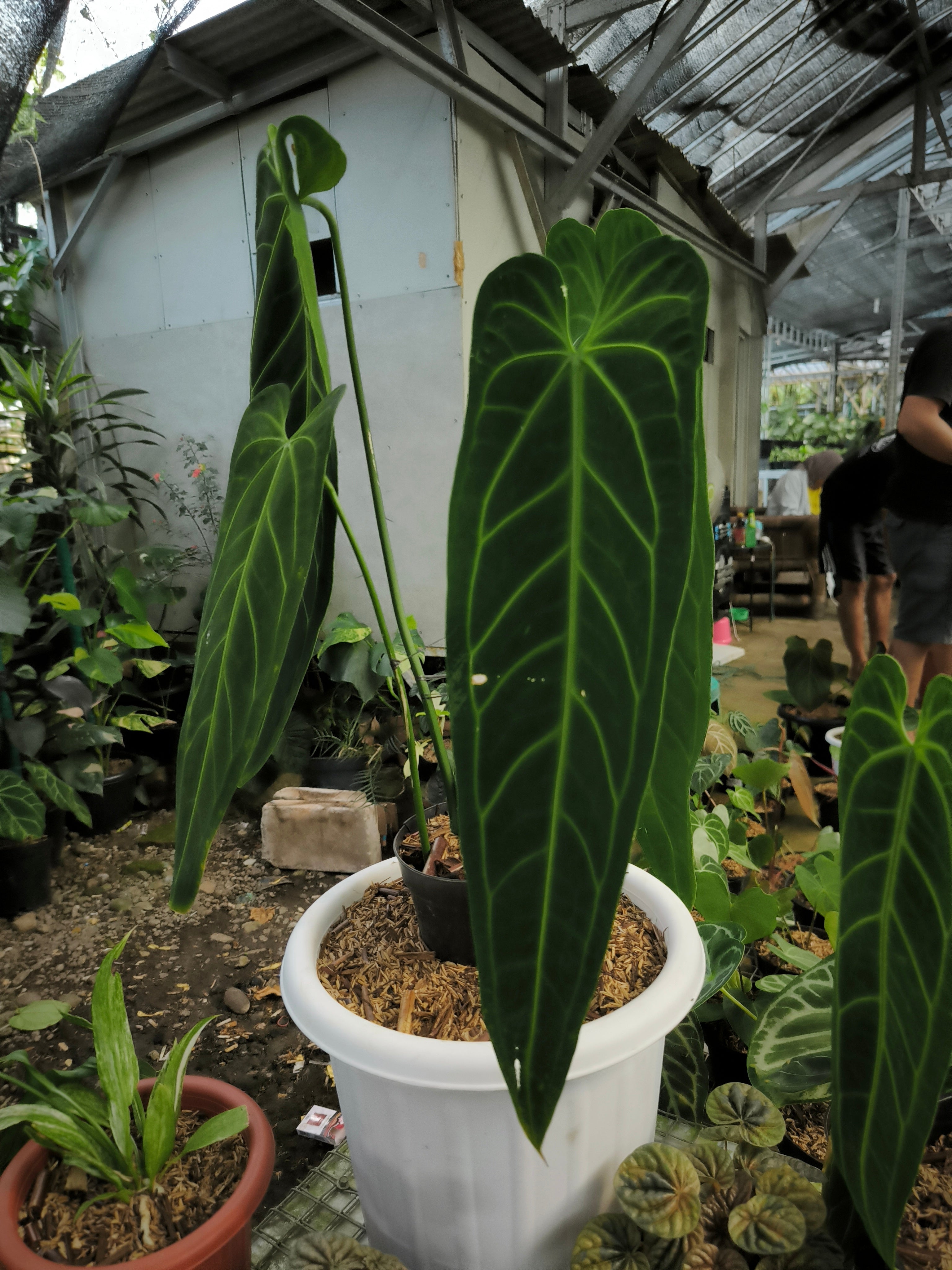 Buy Anthurium Warocqueanum Dark Form – Rare Houseplant – AroidHouse