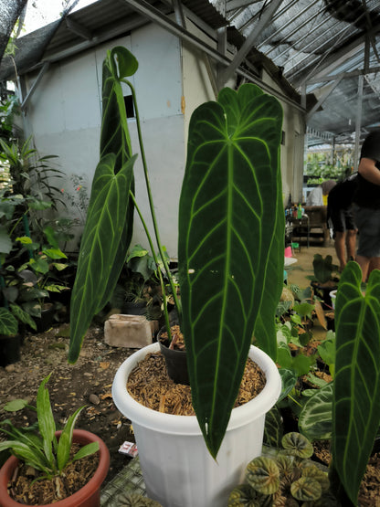 anthurium clarinervium x warocqueanum Buy Anthurium Warocqueanum Dark Form ~ Rare Houseplant – AroidHouse
