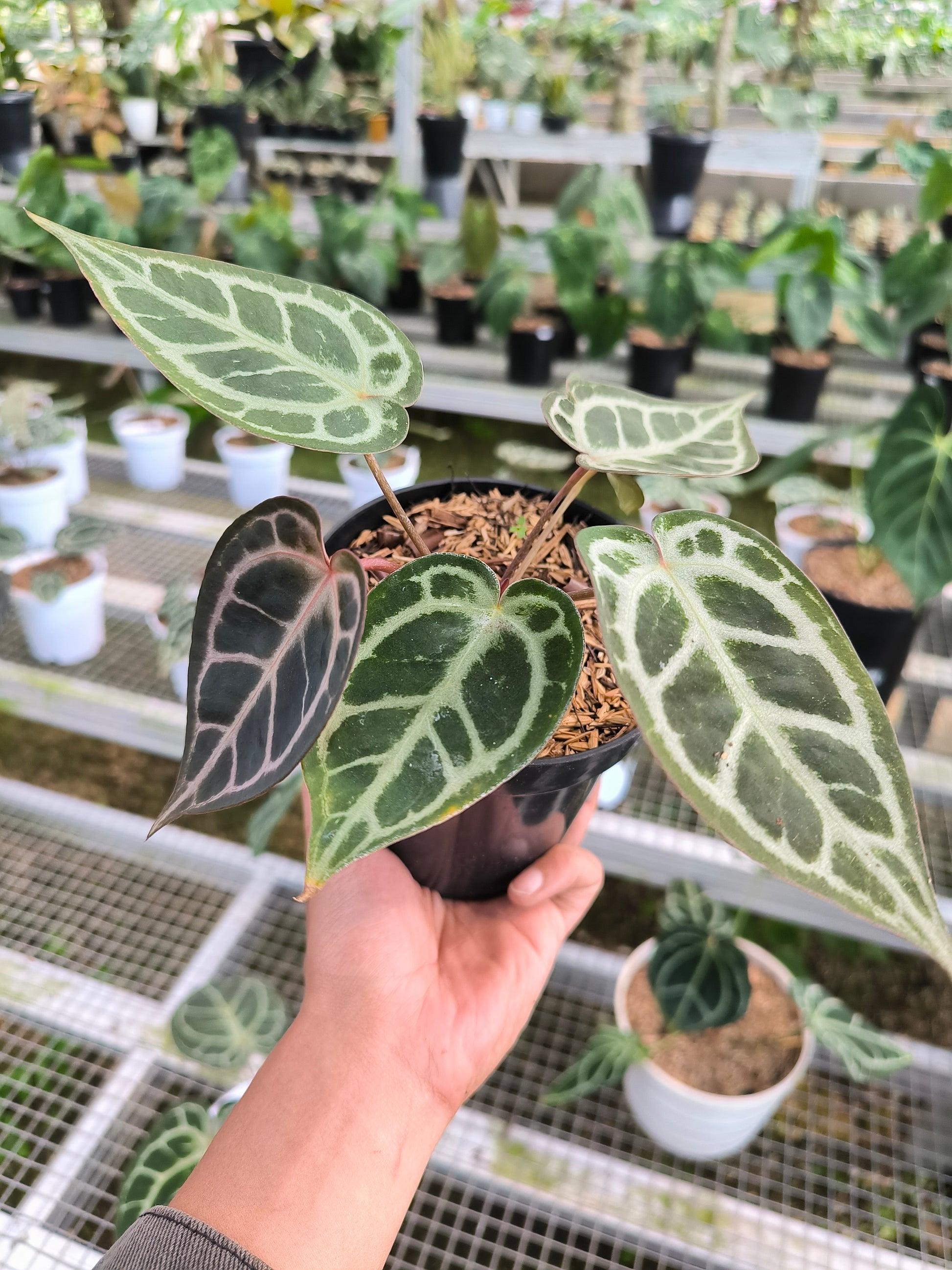 anthurium silver crystallinum Buy Anthurium Silver Blush ~ Rare Houseplant – AroidHouse