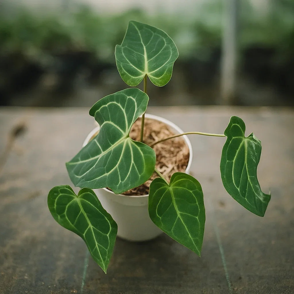 Anthurium x Crystallinum Variegata - AroidHouse